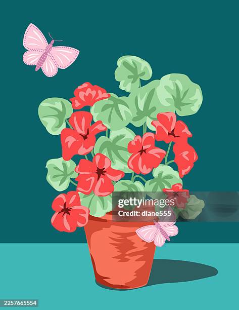 potted geranium greeting card template - geranium stock illustrations