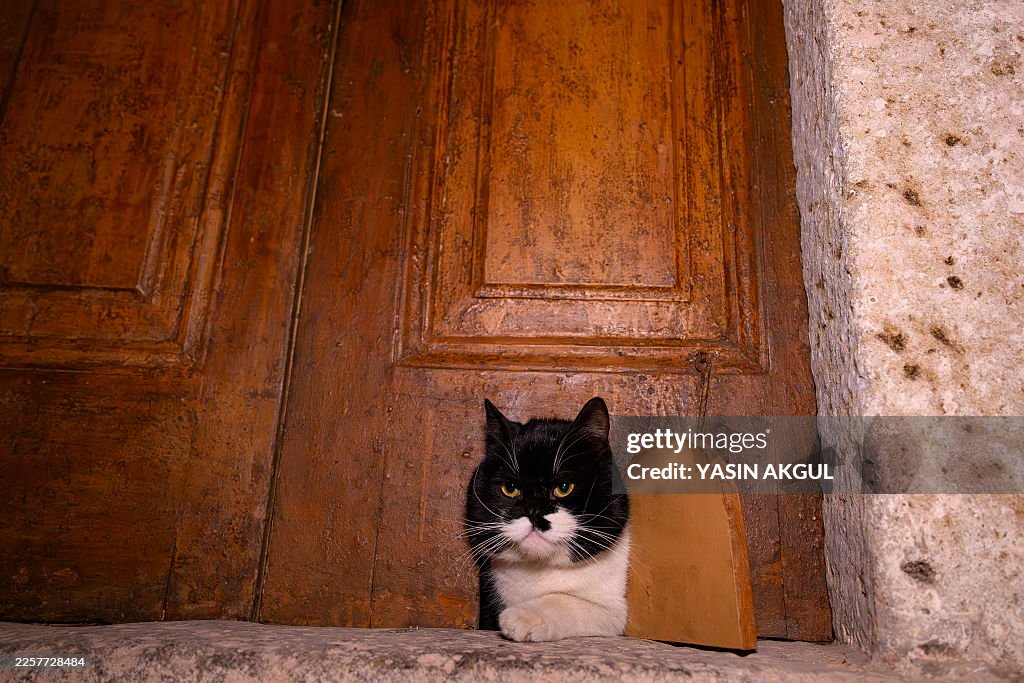 TURKEY-ANIMAL-CATS