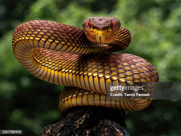 mangrove pit viper - animals attacking stock pictures, royalty-free photos & images