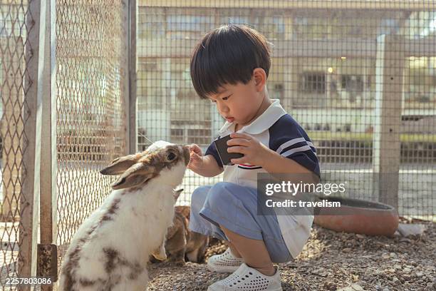 gentle asian child carefully feeds a friendly spotted rabbit in an outdoor pen, crouching down with care and curiosity while holding food to share with the adorable pet, learning about animal care, responsibility, and kindness through this heartwarming - baby rabbit stock pictures, royalty-free photos & images