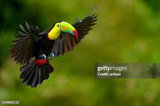 tucán pico de quilla en vuelo - biodiversidad fotografías e imágenes de stock