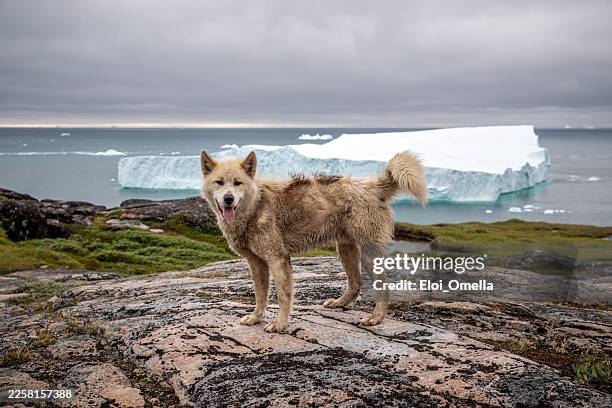 greenland dog standing on rocky coastal landscape, looking at the camera with its tongue out, featuring a massive iceberg and cold ocean under an overcast sky - sled dog stock pictures, royalty-free photos & images