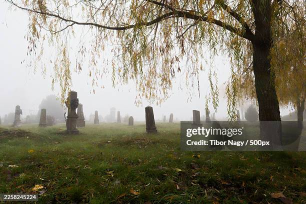 eerie graveyard with ancient gravestones shrouded in thick fog and weeping willow branches,hungary - graf stockfoto's en -beelden
