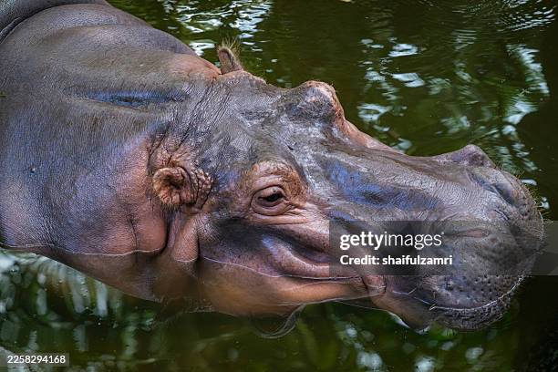 a gentle giant finds calm in cool waters—this hippopotamus glides effortlessly through the pool, reminding us that beneath the powerful build lies a surprisingly graceful soul of africa’s rivers. - zoology stock pictures, royalty-free photos & images