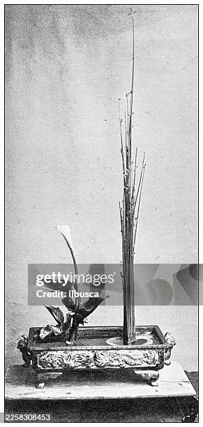 japanese flower arrangement, scirpus lacustris and nuphar japonicum, ko style - brandy bottle water lily stock illustrations