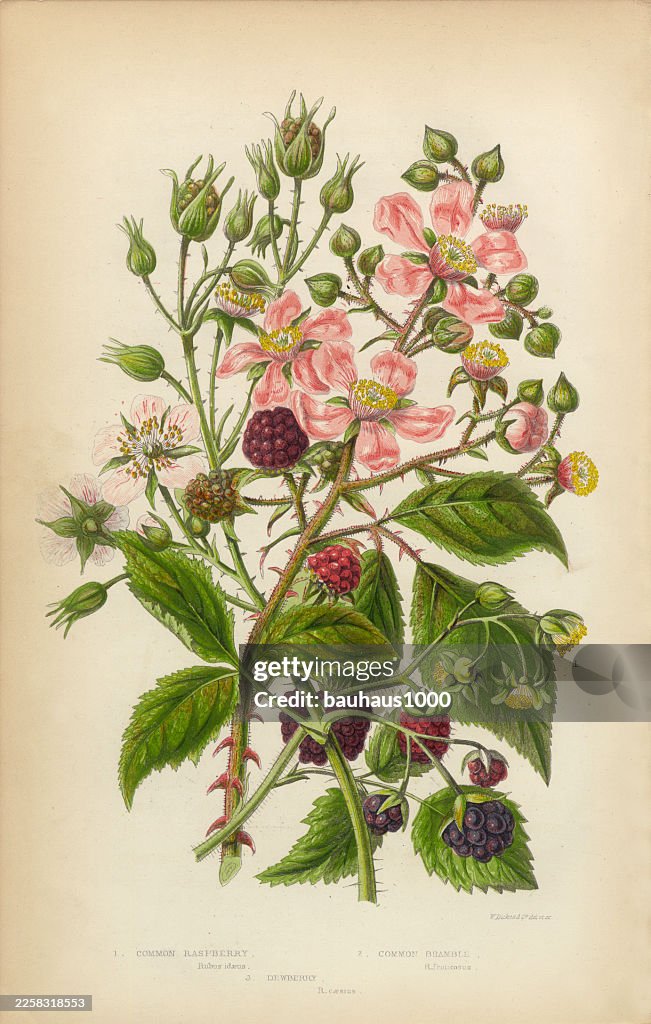 Raspberry Dewberry and Bramble, Victorian Botanical Illustration
