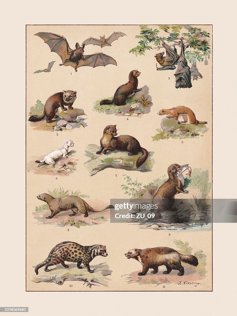 Mammals: Bats (Chiroptera) and Carnivorous (Mustelidae) chromolithograph, published ca. 1890