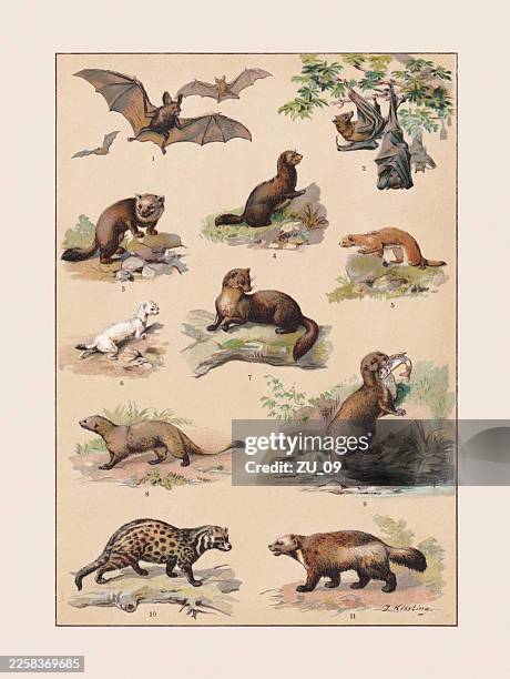 mammals: bats (chiroptera) and carnivorous (mustelidae) chromolithograph, published ca. 1890 - european otter stock illustrations