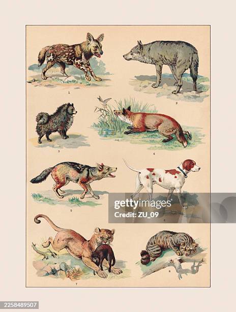 mammals: carnivorous (caniformia, feliformia), chromolithograph, published ca. 1890 - african wild dog stock illustrations
