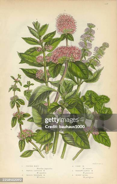 peppermint, mint, spearmint, gypsywort, victorian botanical illustration - spearmint stock illustrations