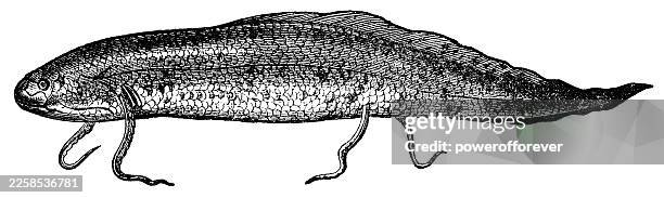 west african lungfish (protopterus annectens) - 19th century - lungfish stock illustrations