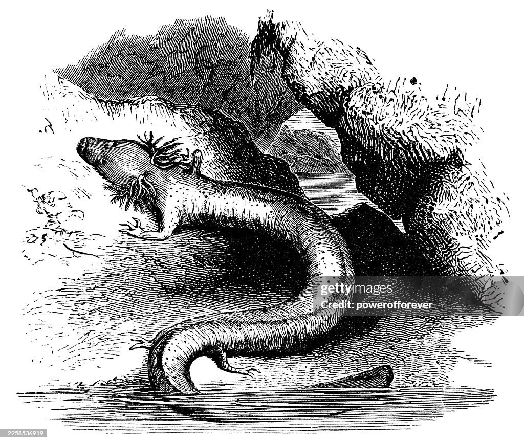 Olm Salamander (Proteus Anguinus) - 19th Century