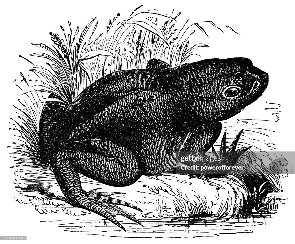 Common Toad (Bufo Bufo) - 19th Century