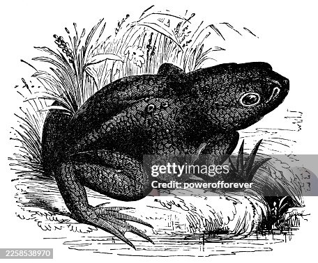 Common Toad (Bufo Bufo) - 19th Century Common Toad (Bufo Bufo) - 19th Century