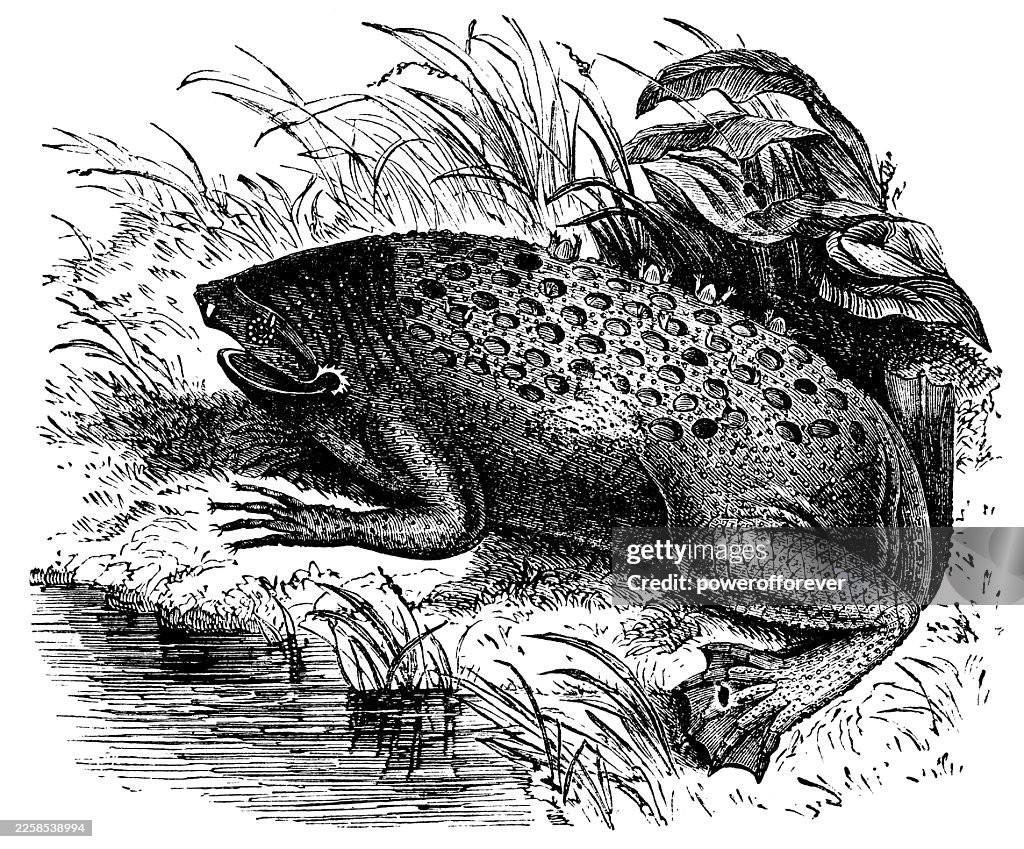 Common Surinam Toad (Pipa Pipa) - 19th Century