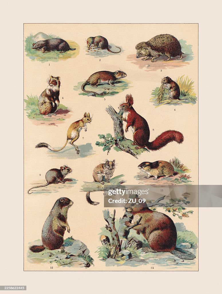Mammals: Eulipotyphla, Rodentia, chromolithograph, published ca. 1890