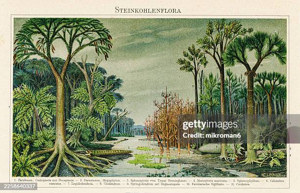 engraving illustration of coal forests or coal swamps, vast swathes of freshwater swamp and riparian forests that covered much of the lands on earth's tropical regions during the late carboniferous (pennsylvanian) and permian periods - prähistorisches zeitalter stock-fotos und bilder