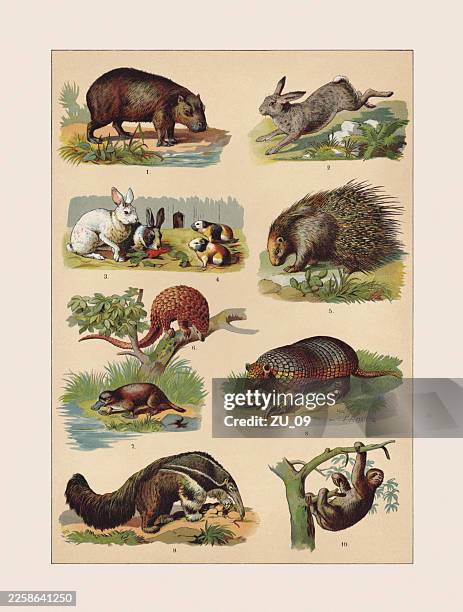 mammals: rodentia, lagomorpha, pilosa, chromolithograph, published ca. 1890 - european rabbit stock illustrations