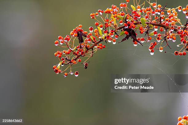 68 Pyracantha Thorns Stock Photos, High-Res Pictures, and Images