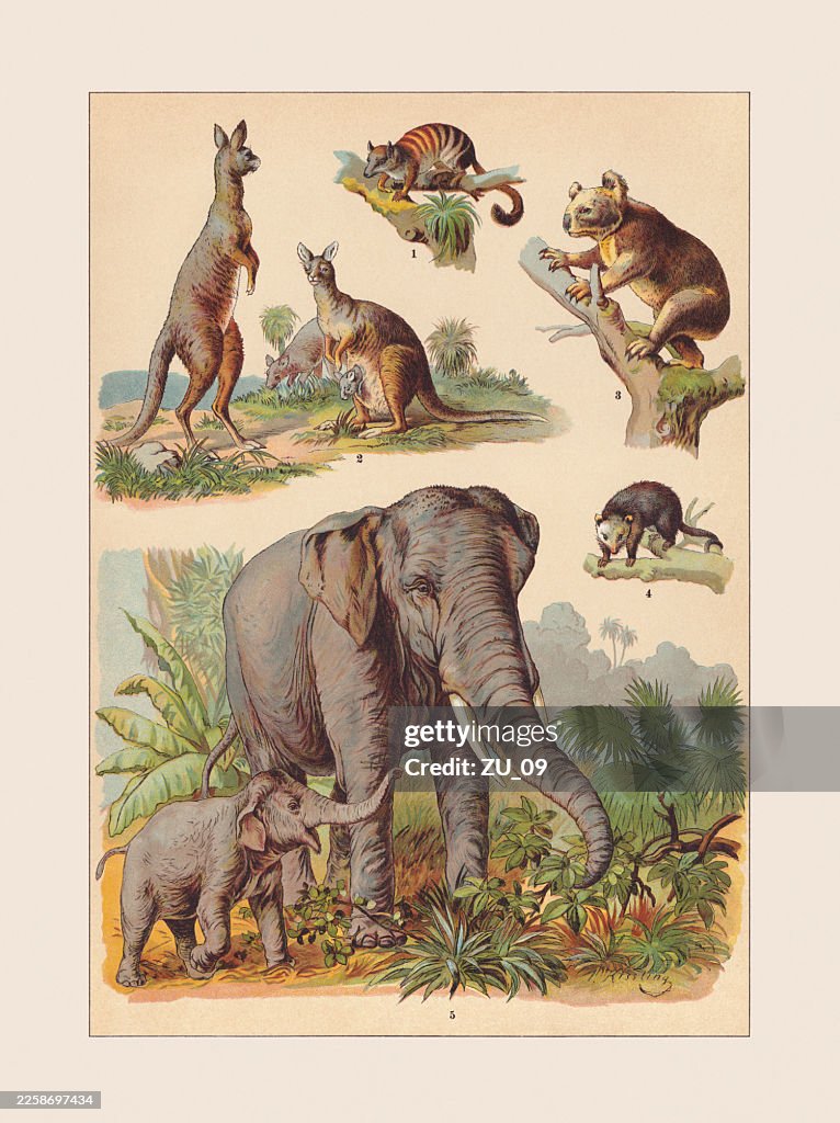 Mammals: Marsupialia, Proboscidea, chromolithograph, published ca. 1890