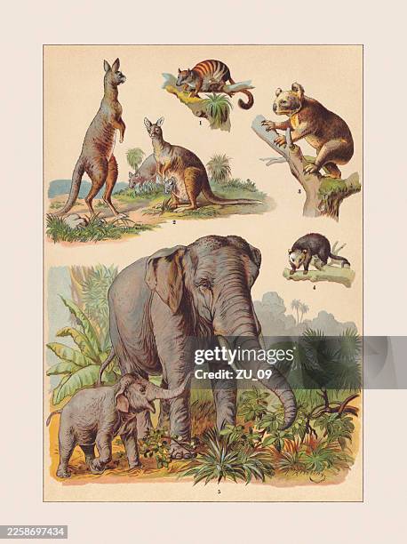 mammals: marsupialia, proboscidea, chromolithograph, published ca. 1890 - eastern gray kangaroo stock illustrations
