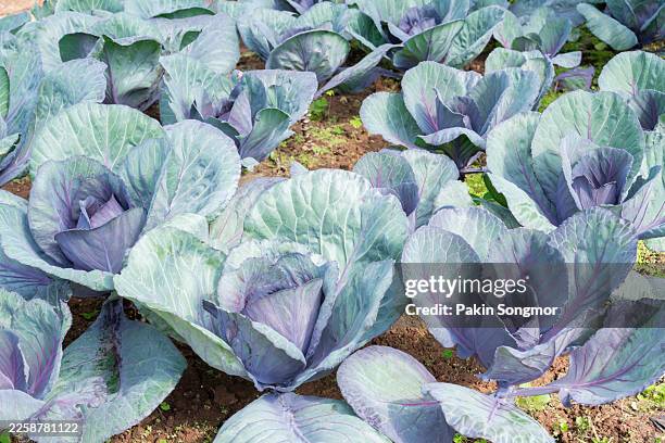 red cabbage growing in vegetable patch. - red cabbage leaf stock pictures, royalty-free photos & images