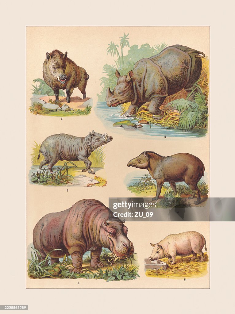 Mammals: Perissodactyla, Artiodactyla, chromolithograph, published ca. 1890