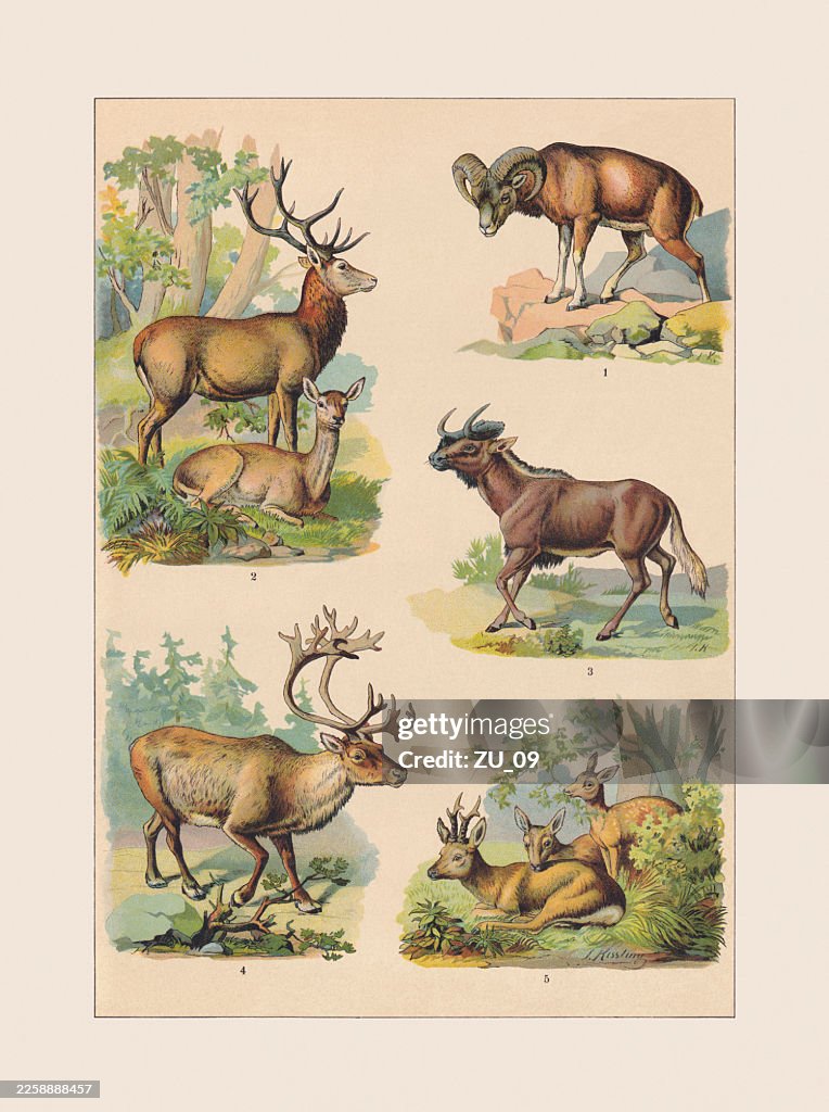 Mammiferi: Bovidae, Cervidae, cromolitografo, pubblicato ca. 1890