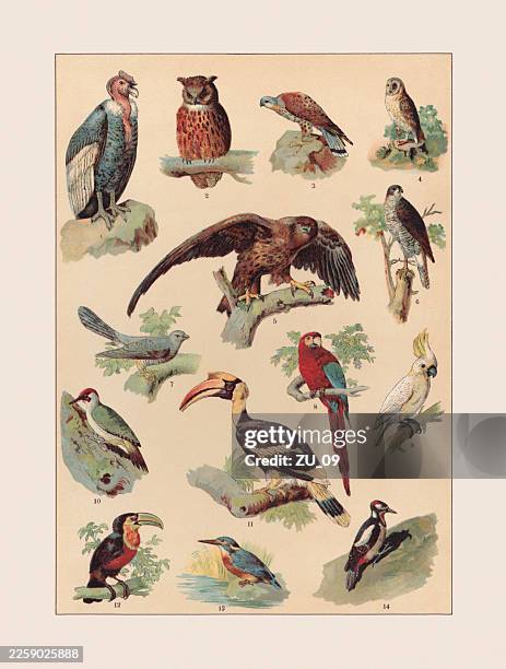birds: bird of prey, psittacidae, picidae, alcedinidae, chromolithograph, published ca.1890 - great spotted woodpecker stock illustrations