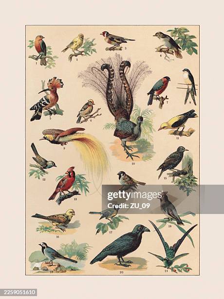 birds: passeriformes, trochilidaei, chromolithograph, published ca. 1890 - house sparrow stock illustrations