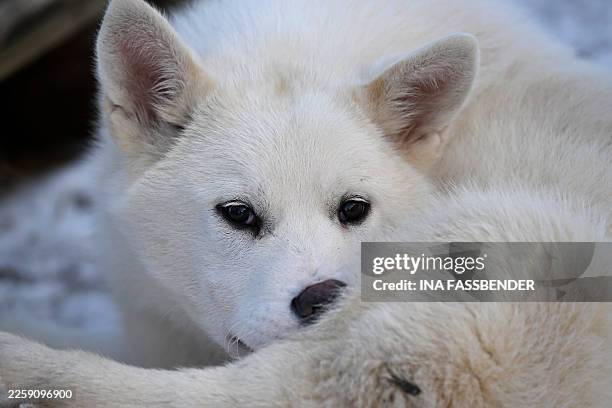 This photograph shows a sled dog of Musher Johanne Bech, near Sisimiut, Greenland on February 2, 2026.