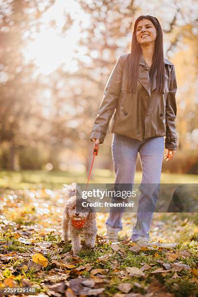 smiling woman walking small dog on leash through sunlit autumn park - dar passos largos imagens e fotografias de stock