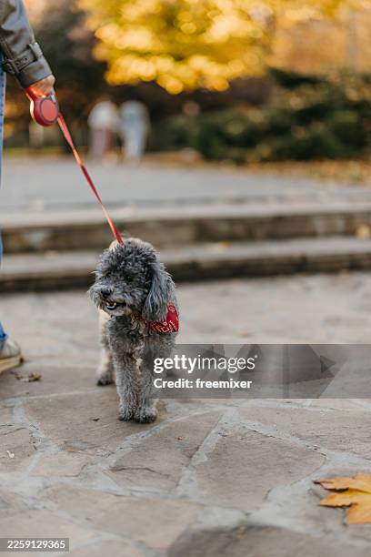 small gray poodle on red leash with bandana in autumn park walk - hårda material landskapsarkitektur bildbanksfoton och bilder