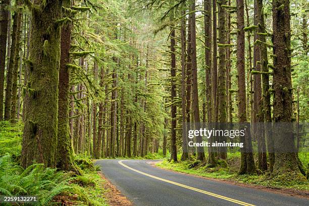 road through hoh rain forest - olympic peninsula stock pictures, royalty-free photos & images