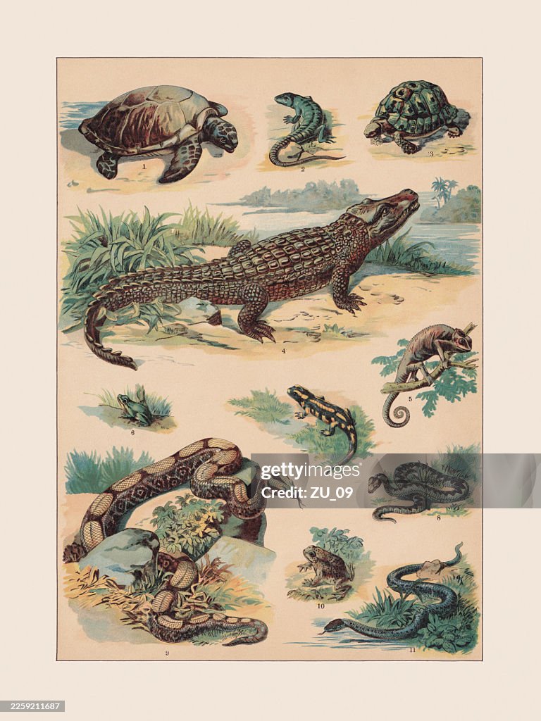 Reptiles and amphibians, chromolithograph, published ca. 1890