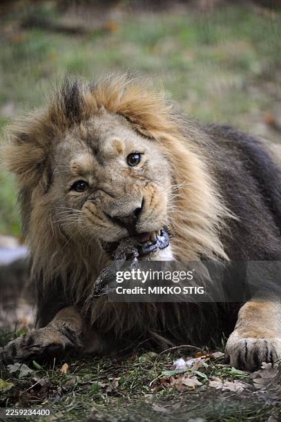 Lion Eat Rabbit 49 Finnish Lion Stock Photos, High-Res Pictures, and Images - Getty Images