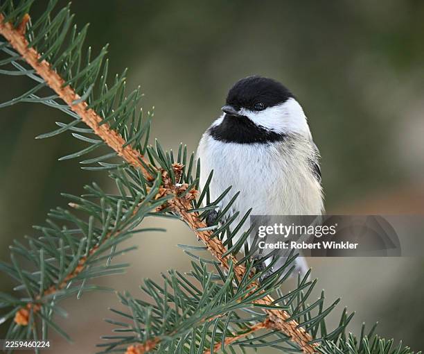 black-capped chickadee on diagonal spruce twig - slanted stock pictures, royalty-free photos & images