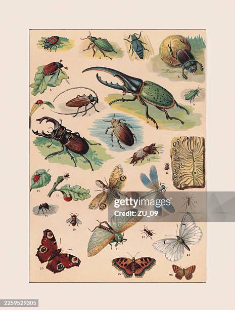 insects: beetles, butterflies, dragonflies, chromolithograph, published ca. 1890 - seven spot ladybird stock illustrations