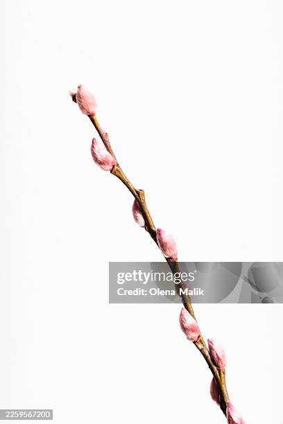 pussy willow branch with soft pink buds on white background - pussy willow stock pictures, royalty-free photos & images