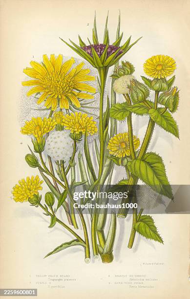 sunflower, goatsbeard, oxtongue, hawkweed, victorian botanical illustration - sunflower stock illustrations
