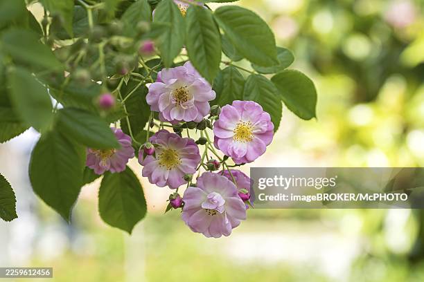 rambler rose (rosa 'apple blossom') - apple blossom stock pictures, royalty-free photos & images