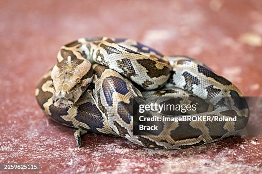 Python on a reddish ground, showing itself coiled with a distinctive pattern, An Indian rock python (Python molurus) in Sri Lanka Python on a reddish ground, showing itself coiled with a distinctive pattern, An Indian rock python (Python molurus) in Sri Lanka