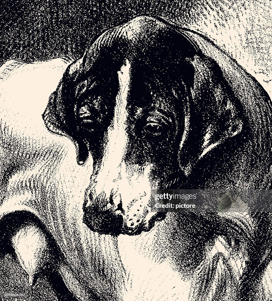 A FOSTER MOTHER : Poignant close-up of an English Pointer bitch as a foster mother, protective, and serene expression...