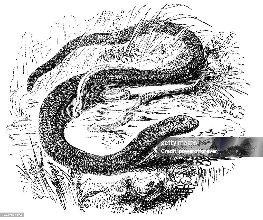 Common Slow Worm Legless Lizard (Anguis Fragilis) - 19th Century