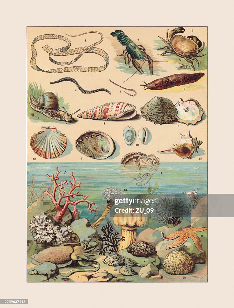 Molluscs: crustaceans and cnidarians, chromolithograph, published ca. 1890