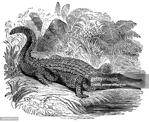 american crocodile (crocodylus acutus) - 19th century - american crocodile stock illustrations