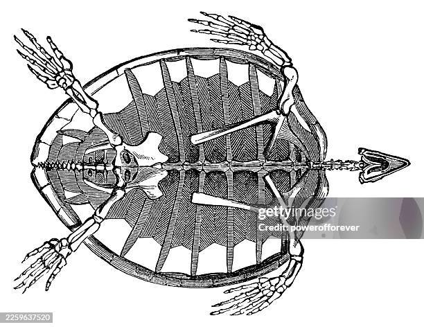 skeleton of a green sea turtle (chelonia mydas) - 19th century - turtle skeleton stock illustrations