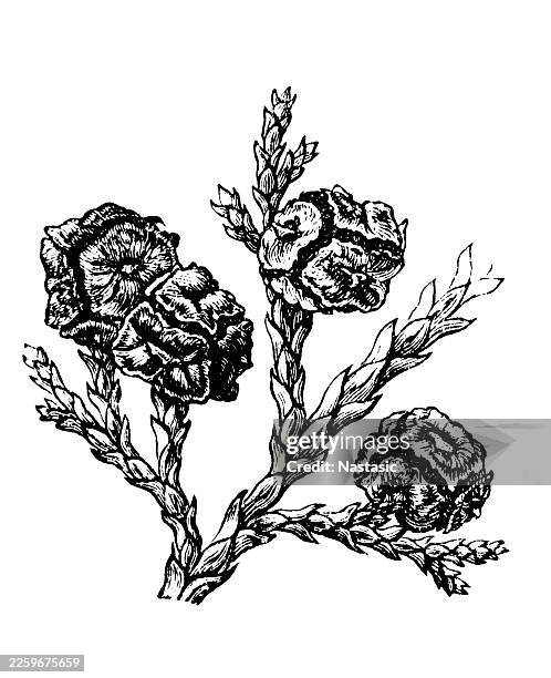 chamaecyparis pisifera ,sawara cypress. it displays delicate, feathery foliage and tiny, spherical cones. - atlantic white cedar stock illustrations