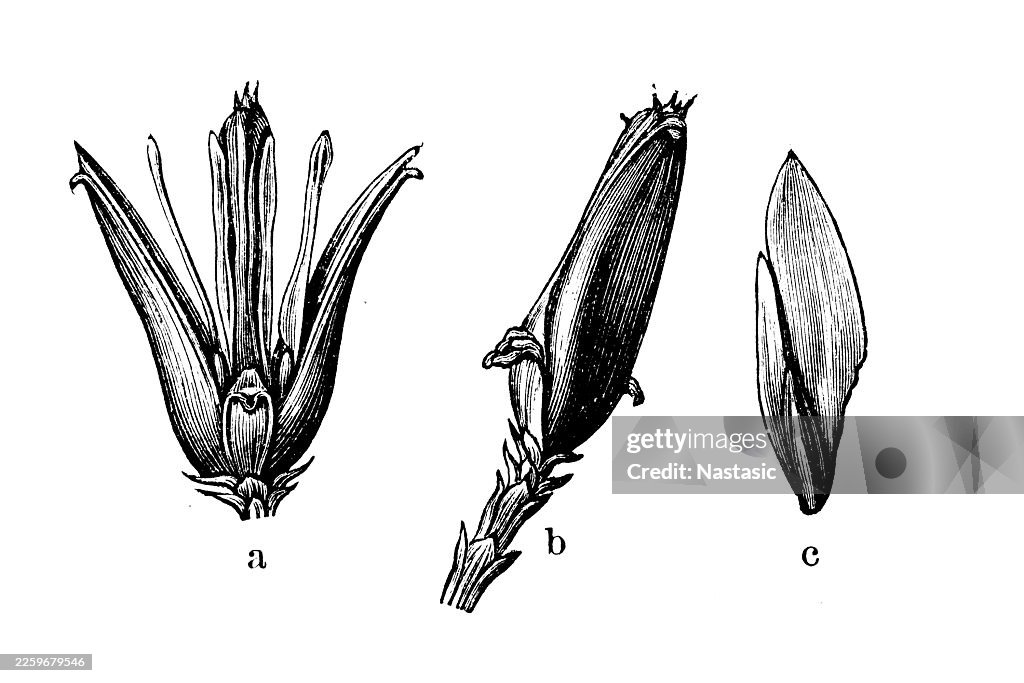 Calocedrus decurrens (Incense Cedar) a: An opened seed cone ,b: A closed fruit/cone, c: The winged seed.