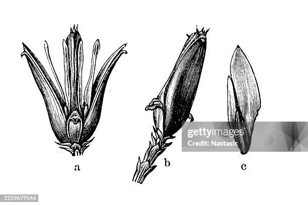 calocedrus decurrens (incense cedar) a: an opened seed cone ,b: a closed fruit/cone, c: the winged seed. - american arborvitae stock illustrations